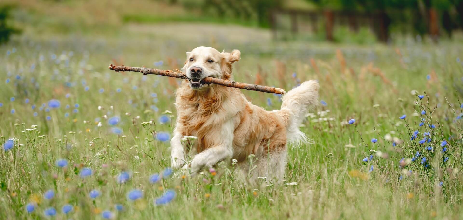 pet hospital in Fairfield, CT