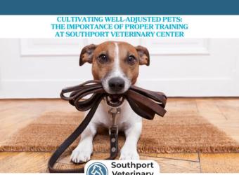 Cultivating Well-Adjusted Pets: The Importance of Proper Training at Southport Veterinary Center
