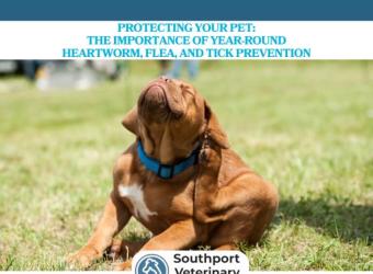 Protecting Your Pet: The Importance of Year-Round Heartworm, Flea, and Tick Prevention